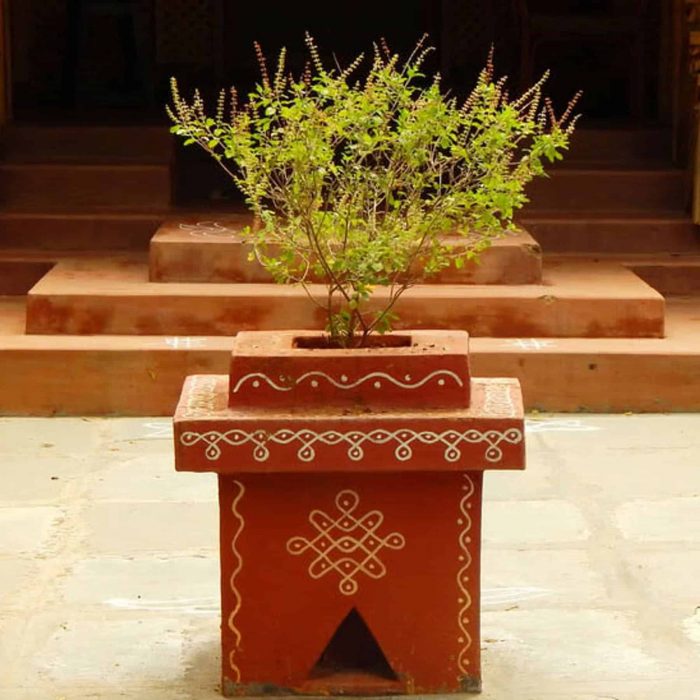 0521_tulsi-in-traditional-vrindavan